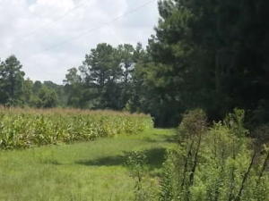 0 West Butternut Road Summerville, SC 29483 - Photo 1 of 1 20201006205222191323000000