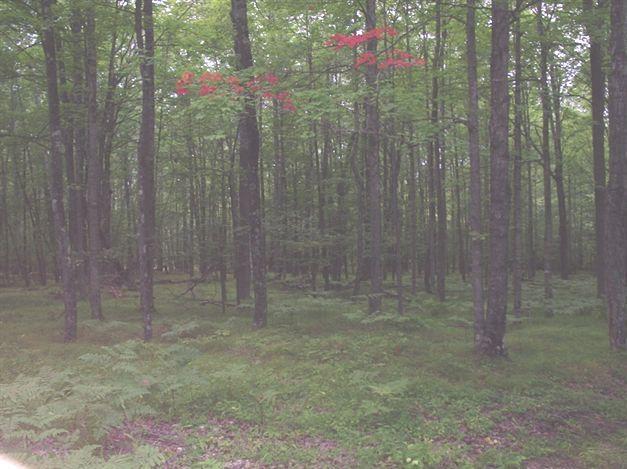 W9221 Snakey Lake Road Stephenson, MI 49887 - Photo 1 of 1 Primary Photo