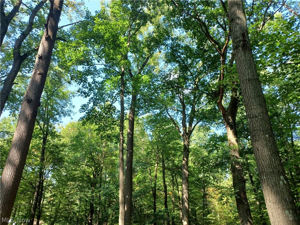 695 South Hubbard Road Lowellville, OH 44436 - Photo 2 of 5 View of local wilderness