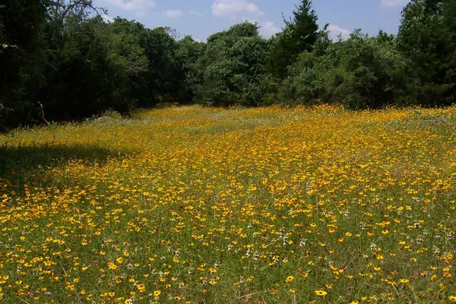 a view of a pathway with a yard