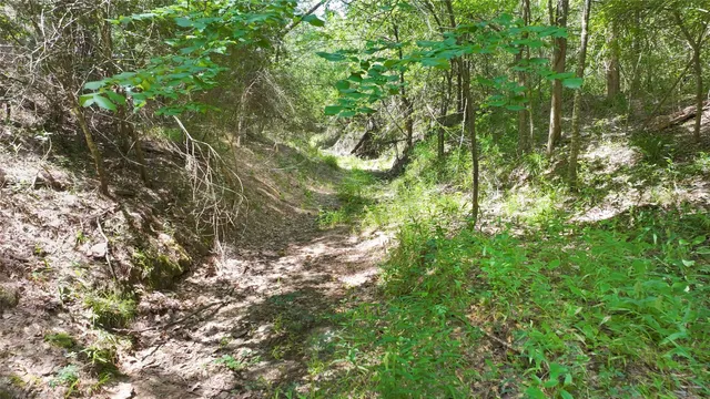 a backyard of a house with a yard and large trees