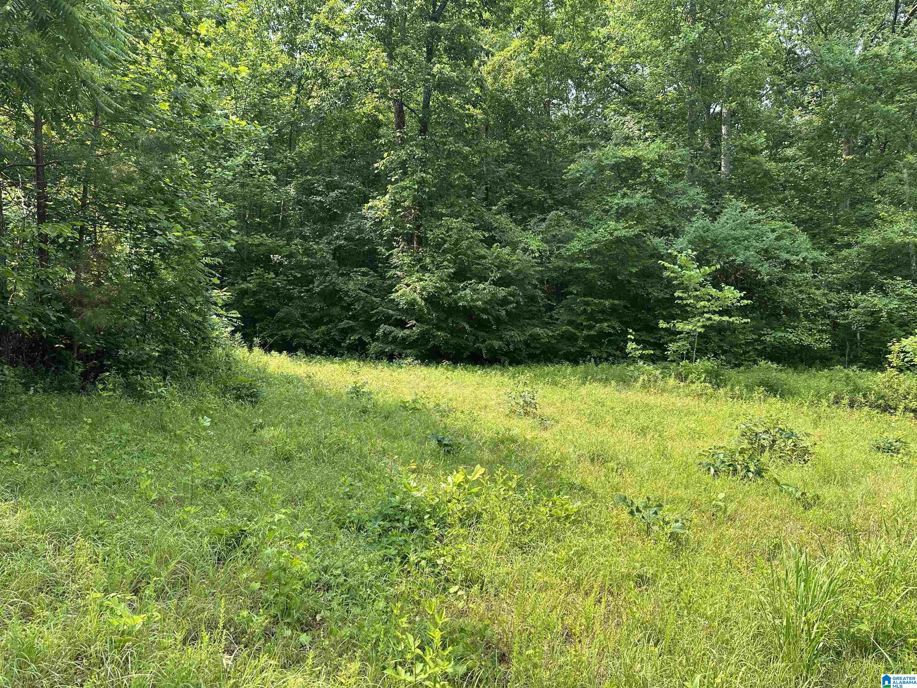 0 County Road 25 Heflin, AL 36264 - Photo 1 of 8