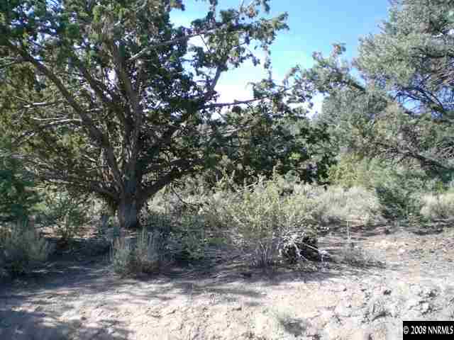 21605 Sazerac Reno, NV 89521 - Photo 1 of 3 a view of a forest with trees in the background