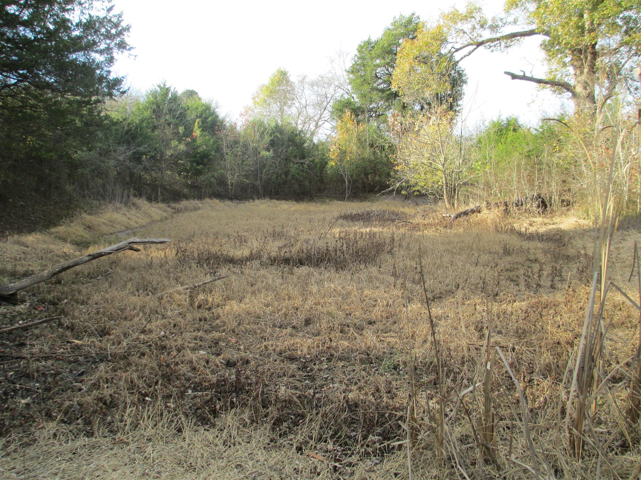 4 Roberts Road Watertown, TN 37184 - Photo 3 of 7 a view of a yard with a tree