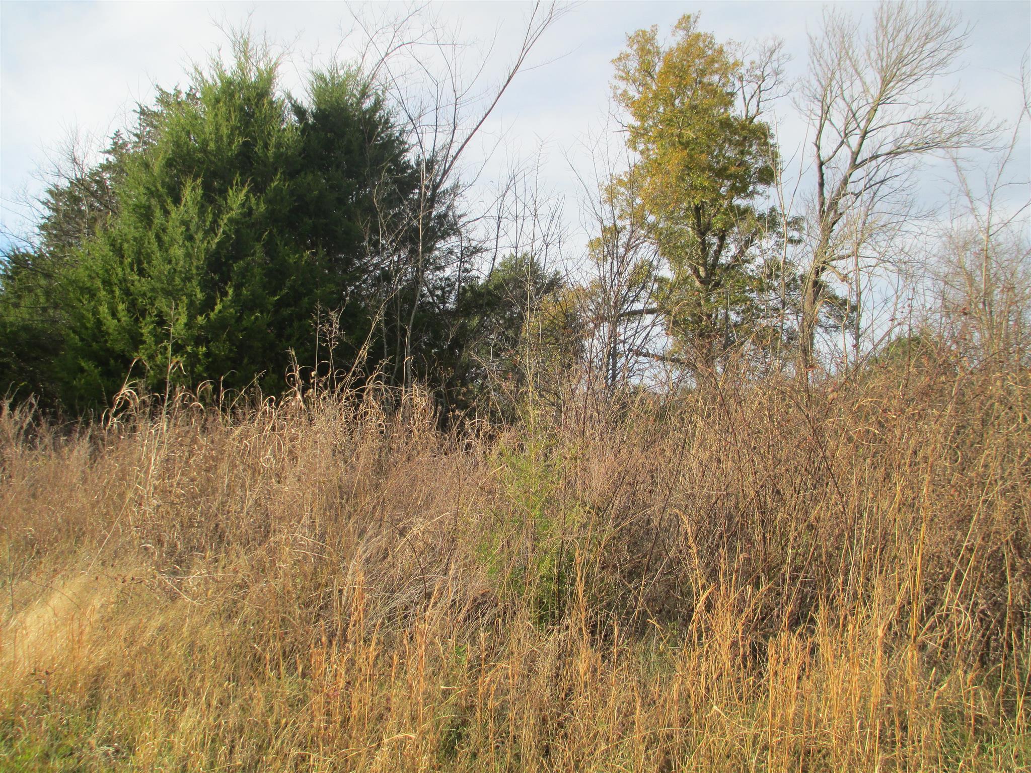 4 Roberts Road Watertown, TN 37184 - Photo 5 of 7 a view of a dry yard