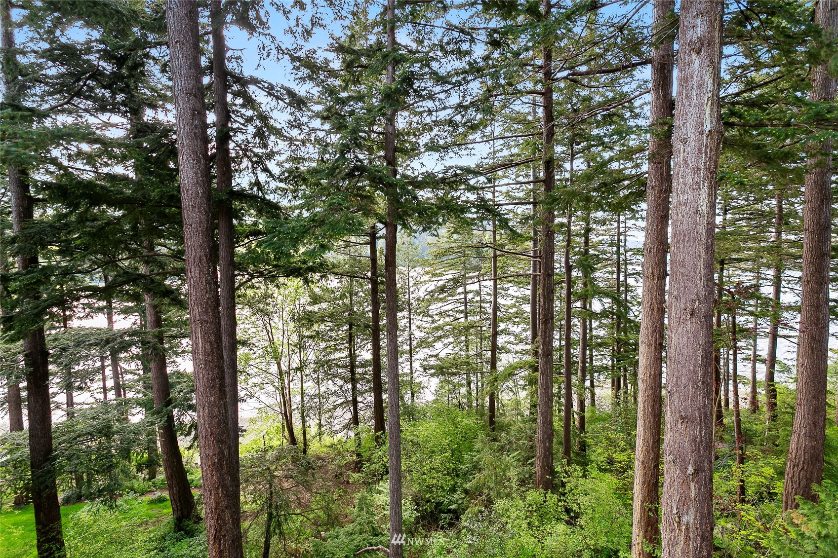 312 Sea Pines Road Bellingham, WA 98229 - Photo 36 of 39 a view of forest
