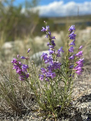 $60,000 | 361 Fir Drive, Leadville, CO 80461