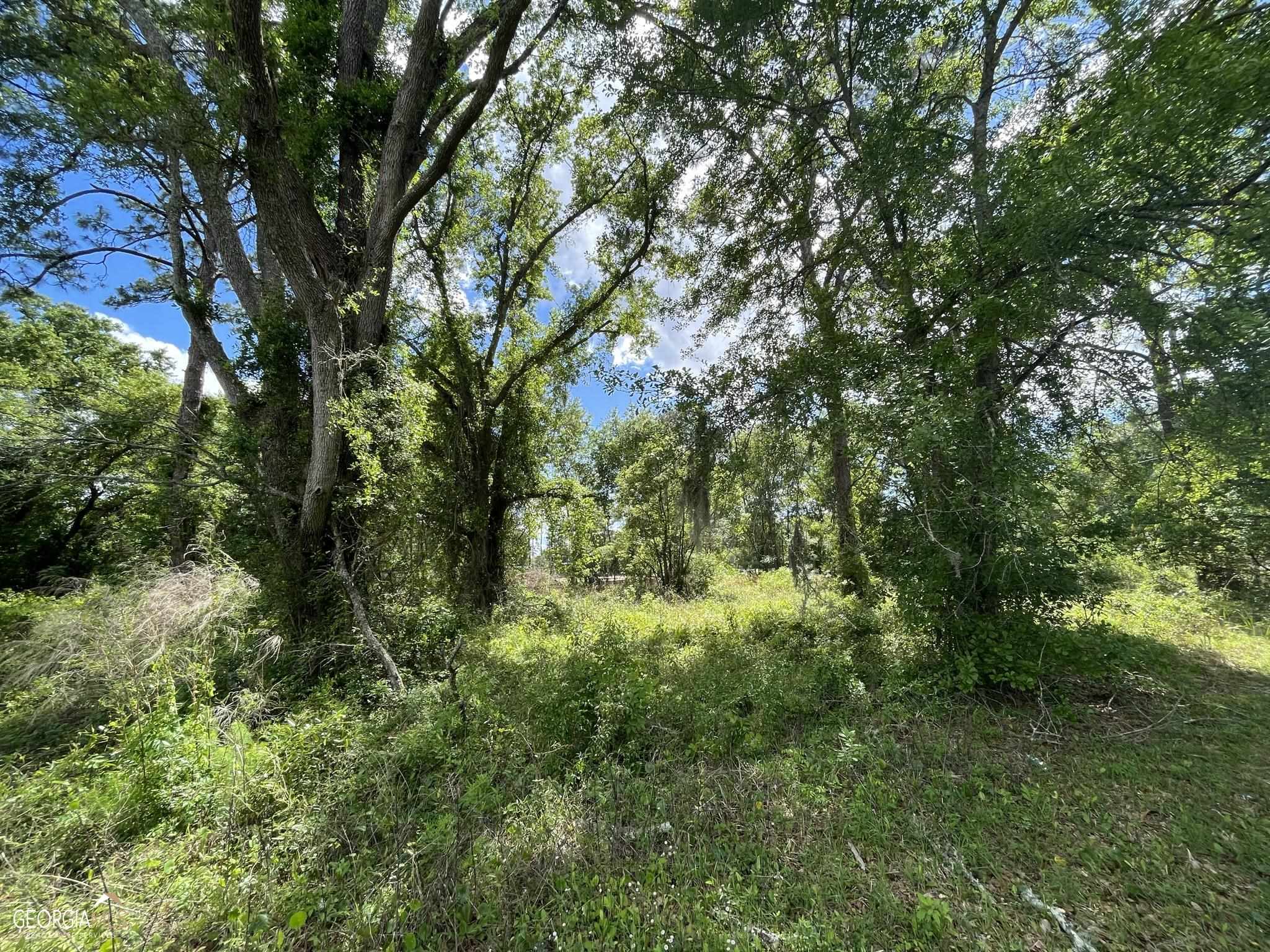 a view of a lush green forest