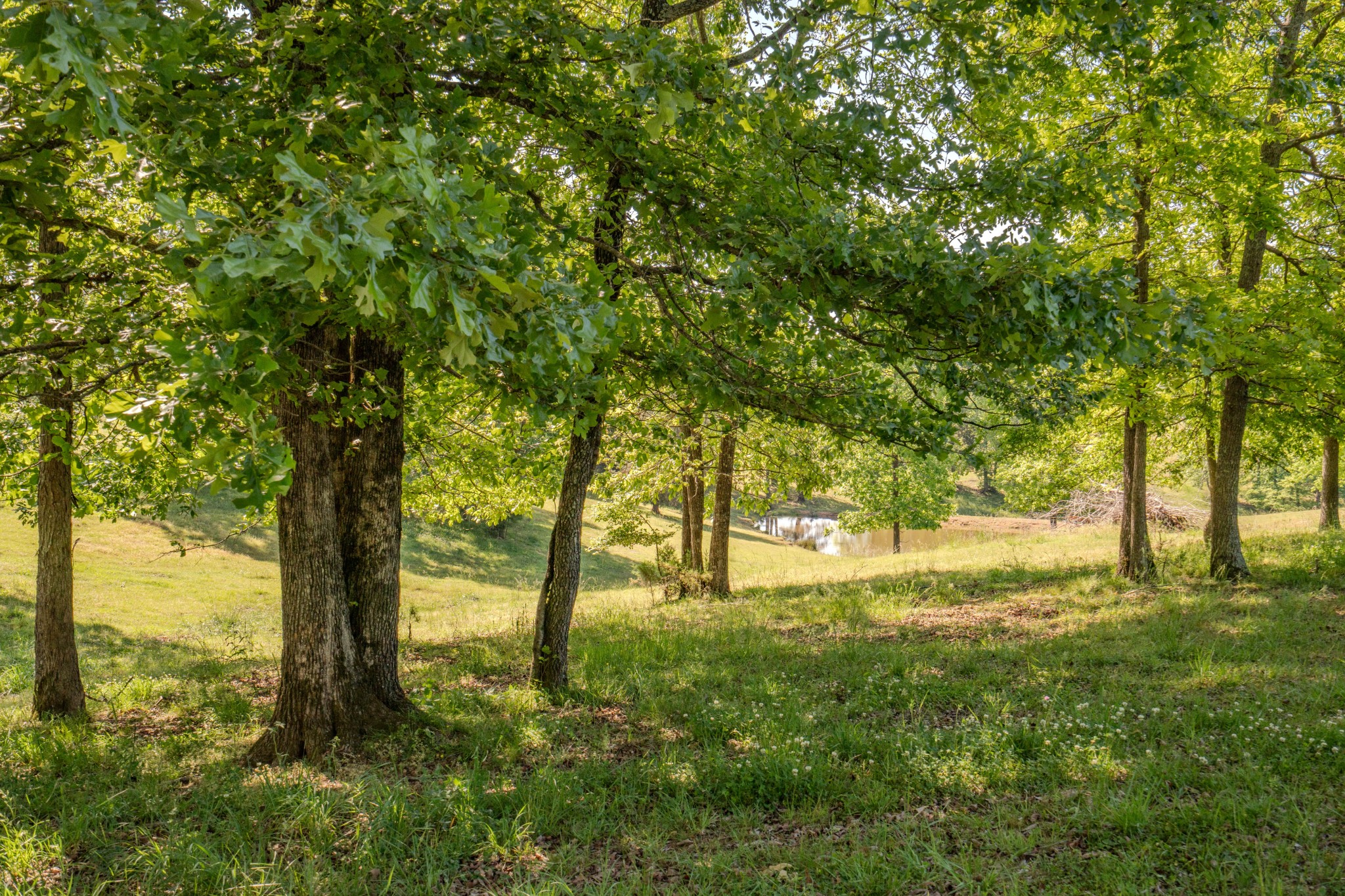 875 Waterloo Road Westpoint, TN 38486 - Photo 81 of 89 Gallery Image 81