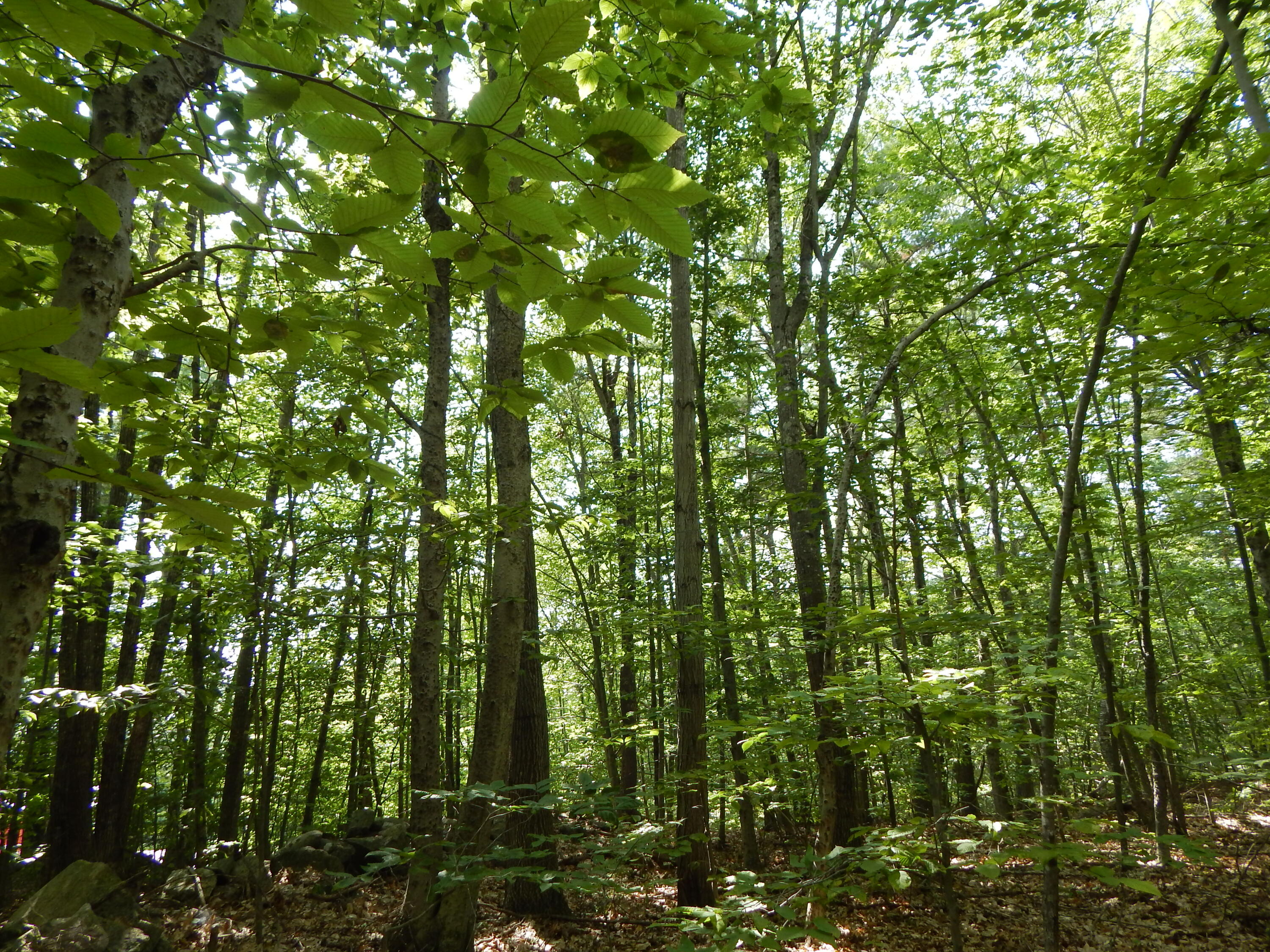 Lot 6 Maplecrest Road Parsonsfield, ME 04047 - Photo 7 of 17 DSCN3384