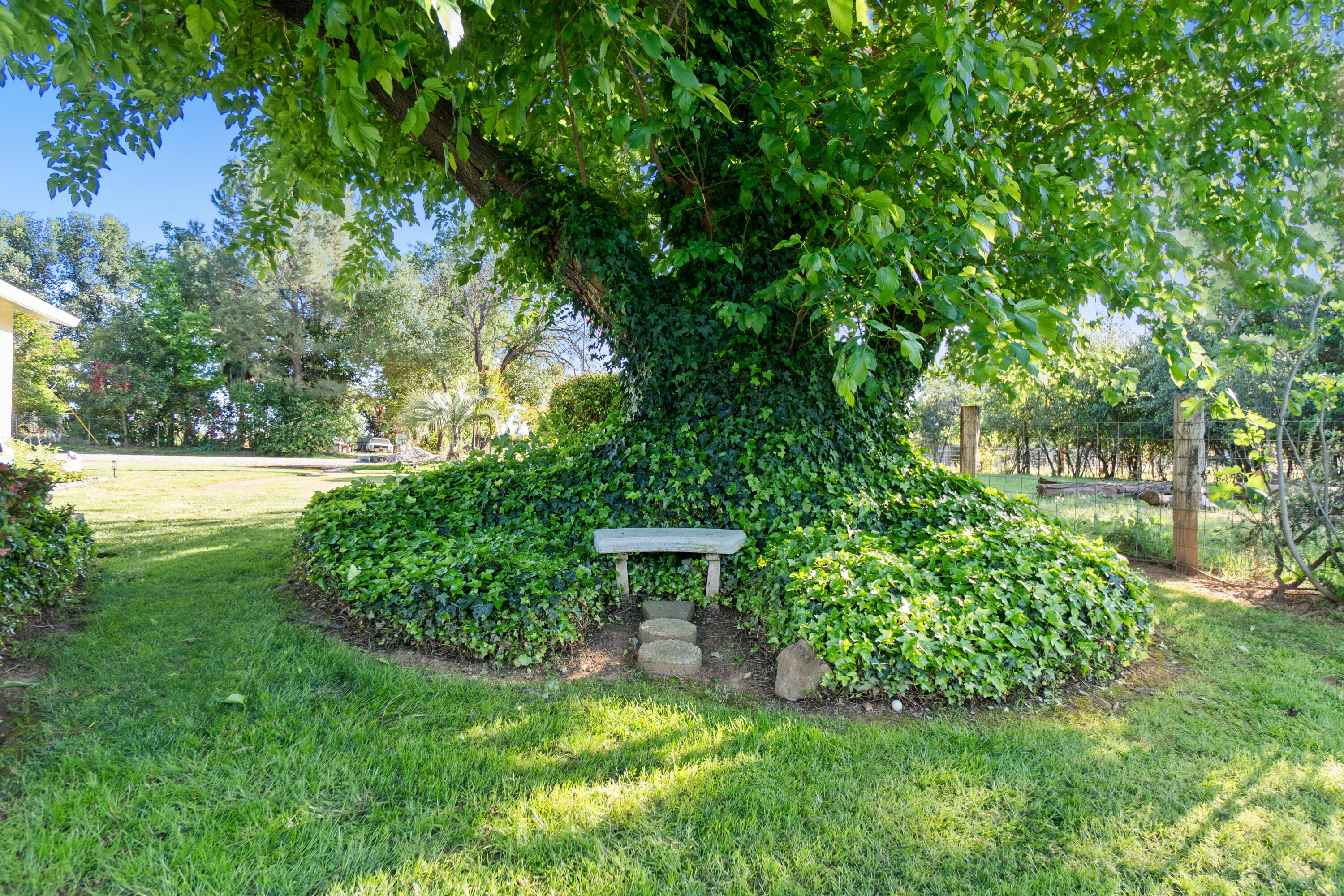 19962 Welcome Way Redding, CA 96002 - Photo 56 of 96 Such a special tree