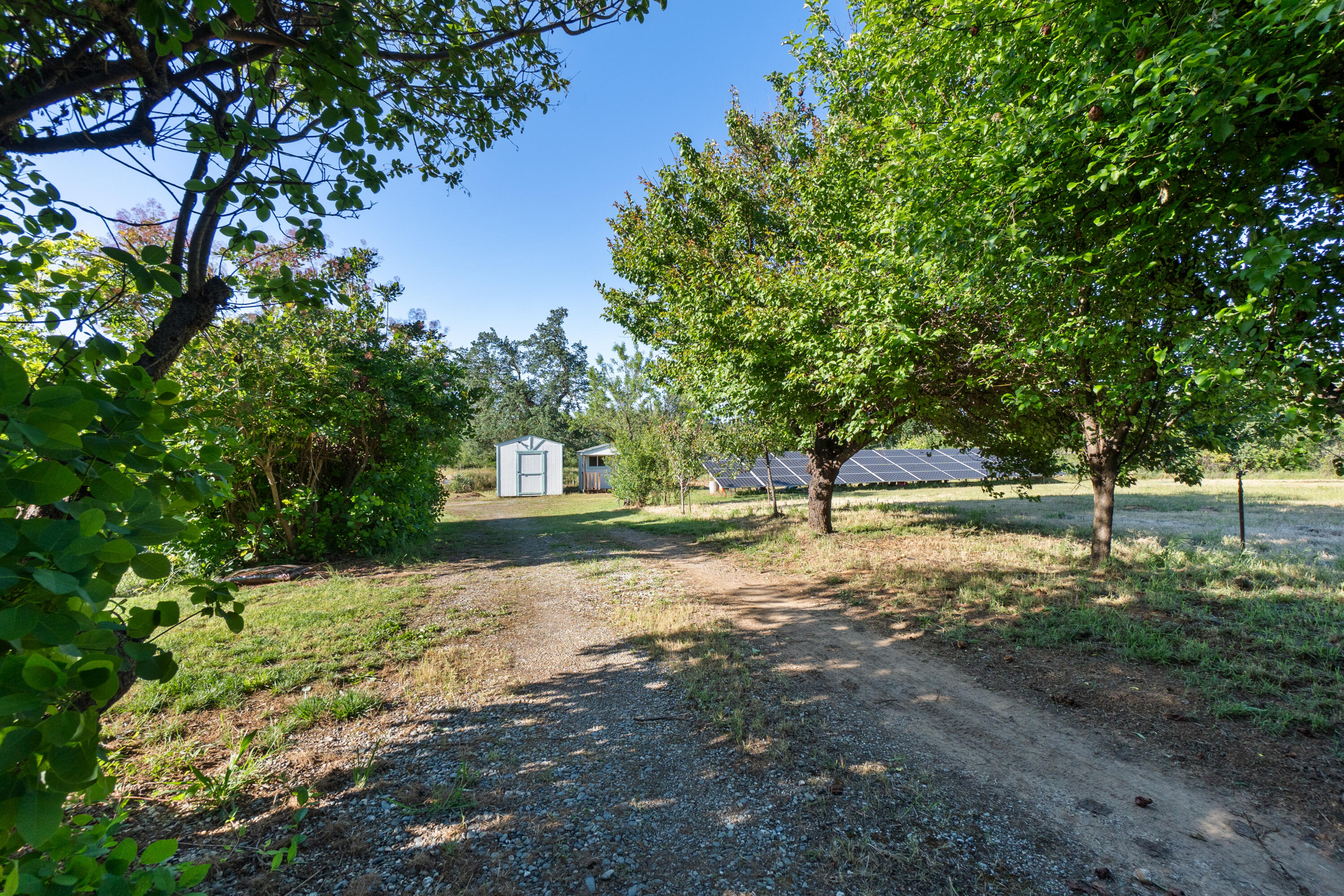 19962 Welcome Way Redding, CA 96002 - Photo 81 of 96 Fruit trees
