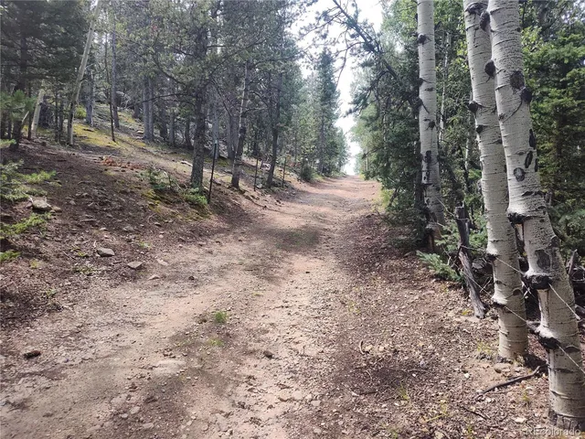 a view of a forest with trees