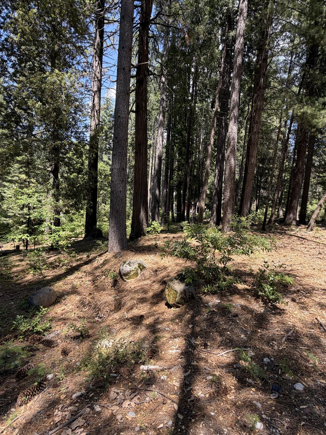 16819 Pasquale Road Nevada City, CA 95959 - Photo 10 of 10 a view of outdoor space and trees
