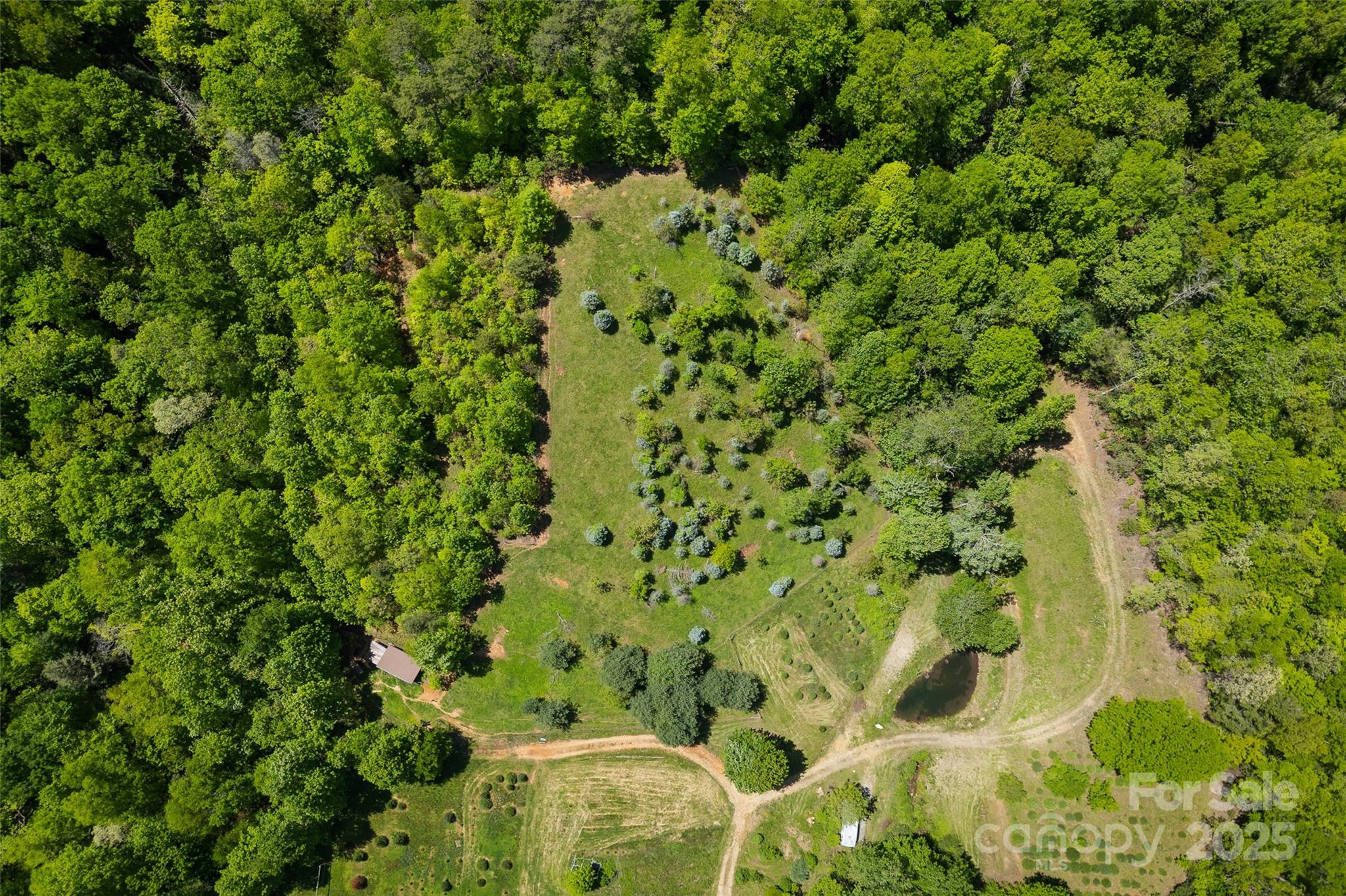 1557 Shoal Creek Road Balsam Grove, NC 28708 - Photo 12 of 33 a view of a forest