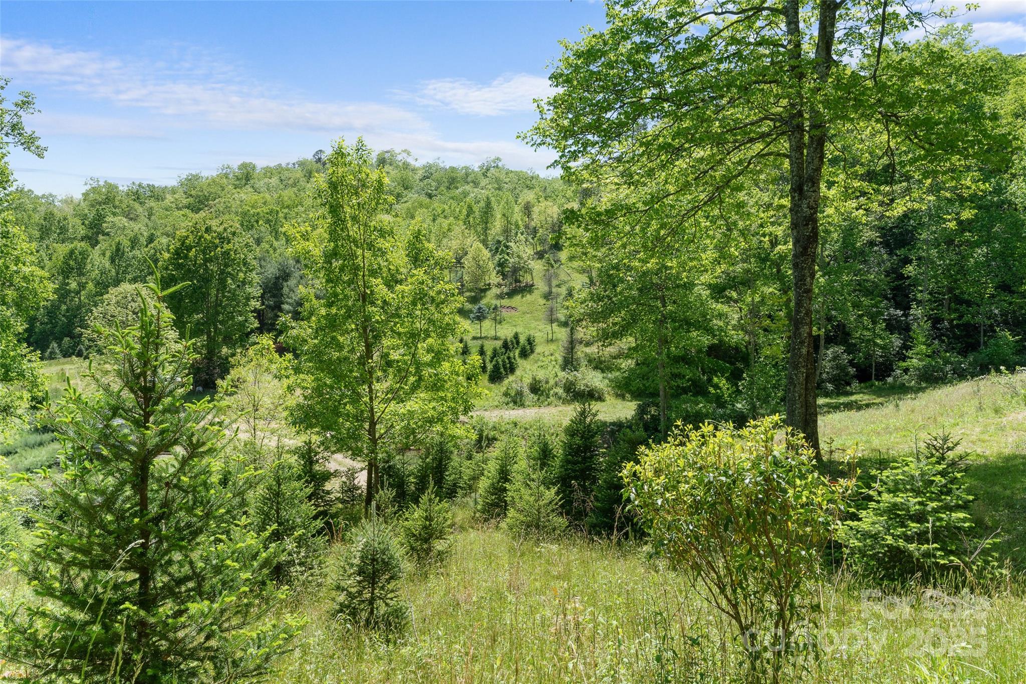 1557 Shoal Creek Road Balsam Grove, NC 28708 - Photo 17 of 33 a view of a lush green forest