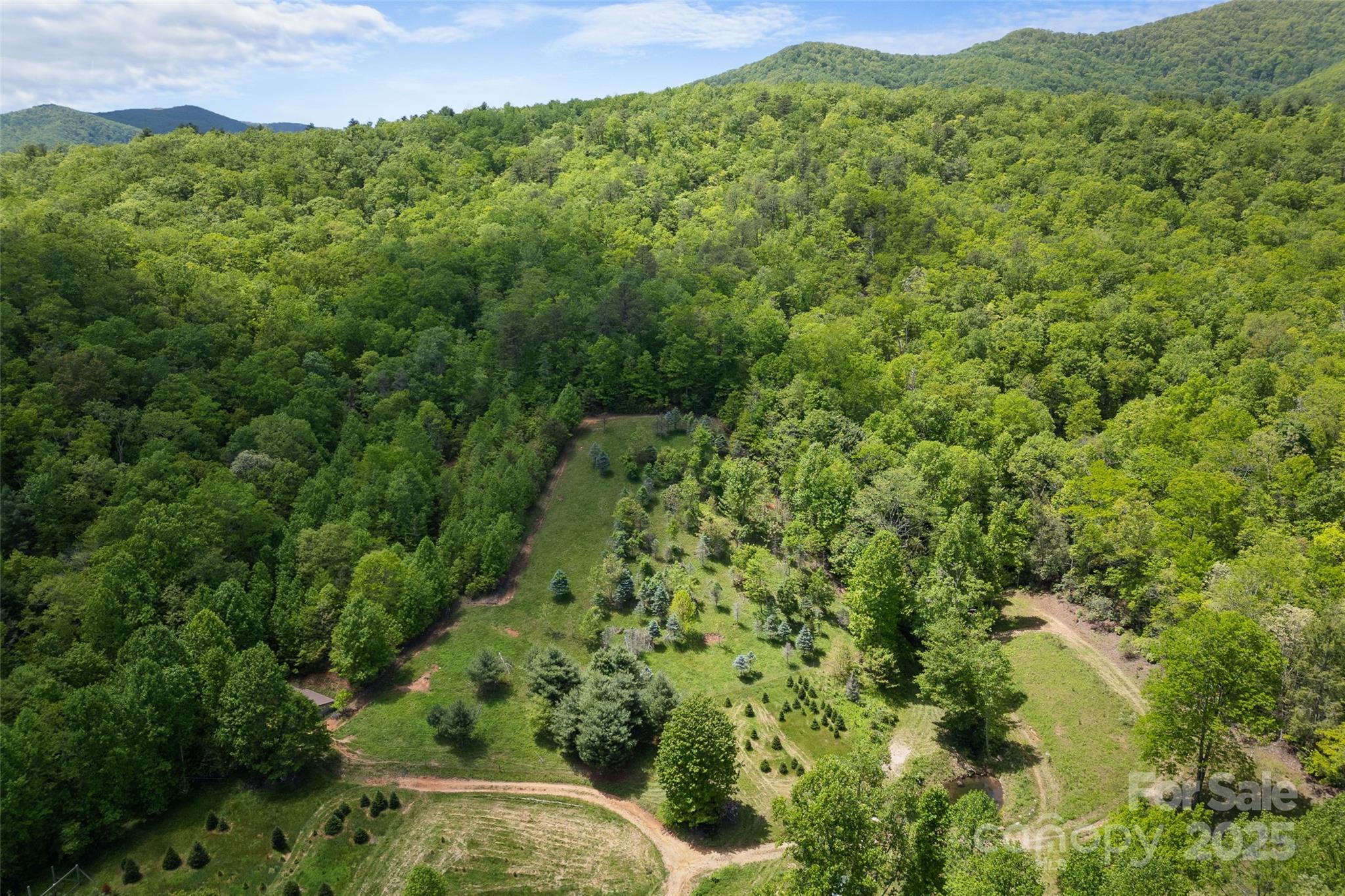 1557 Shoal Creek Road Balsam Grove, NC 28708 - Photo 2 of 33 a view of a lush green forest with lots of trees