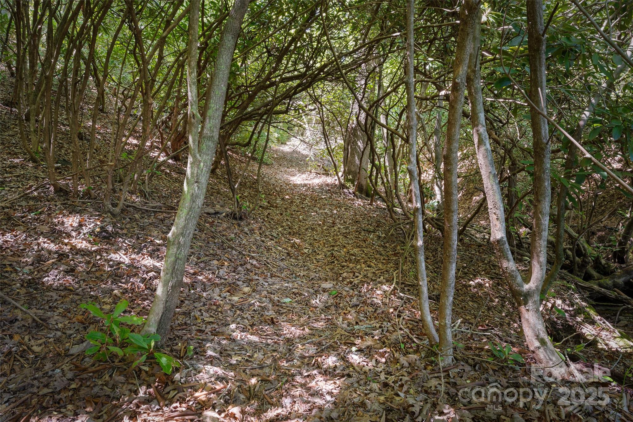 1557 Shoal Creek Road Balsam Grove, NC 28708 - Photo 21 of 33 a view of a forest