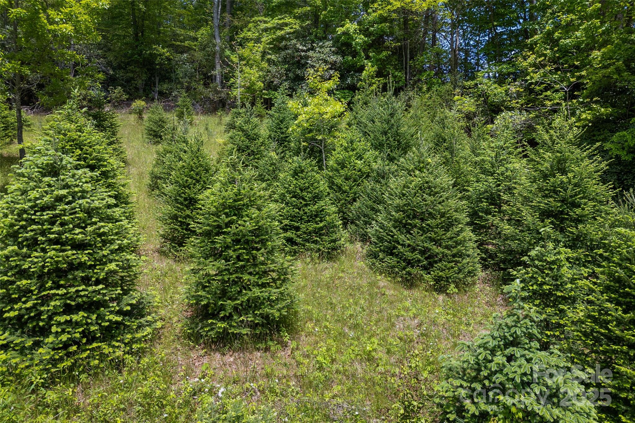 1557 Shoal Creek Road Balsam Grove, NC 28708 - Photo 23 of 33 a view of a lush green forest