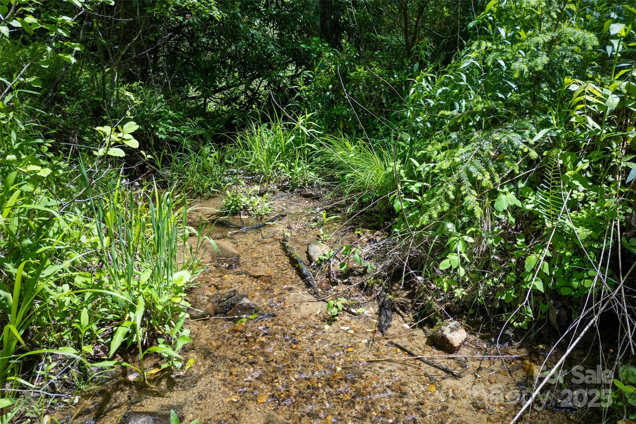 1557 Shoal Creek Road Balsam Grove, NC 28708 - Photo 29 of 33 a plant view