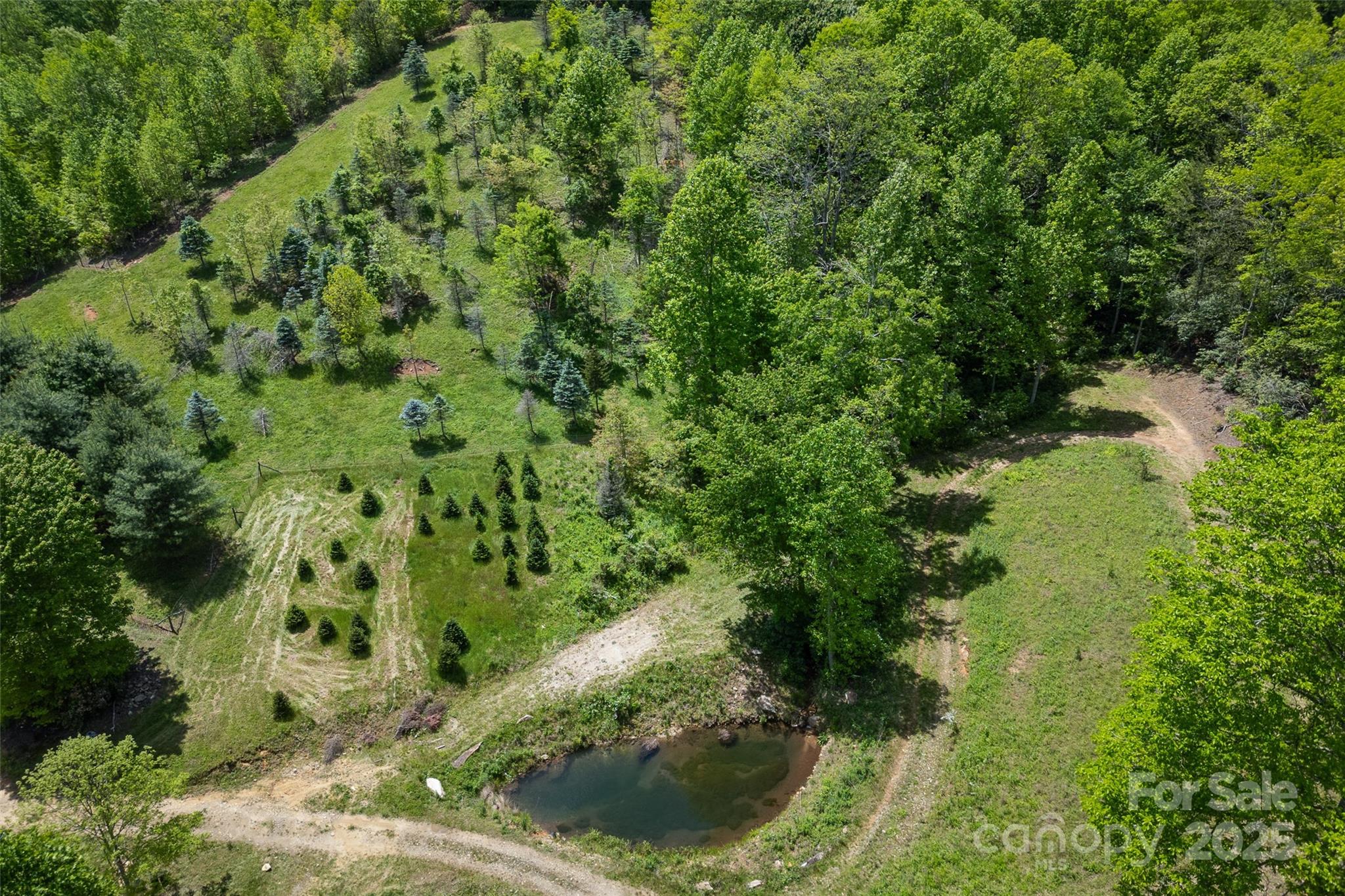 1557 Shoal Creek Road Balsam Grove, NC 28708 - Photo 5 of 33 a view of a forest with a house