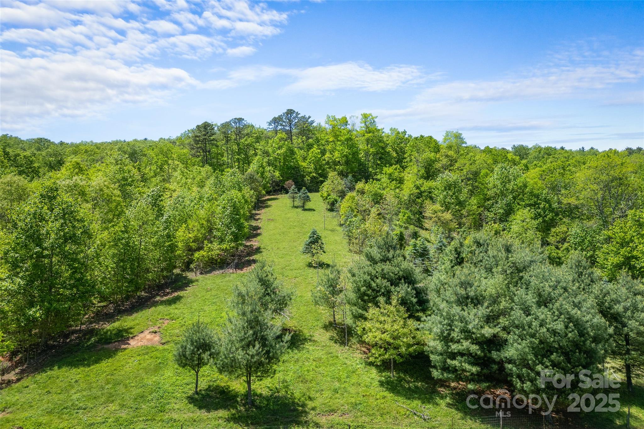 1557 Shoal Creek Road Balsam Grove, NC 28708 - Photo 10 of 33 a view of a bunch of trees