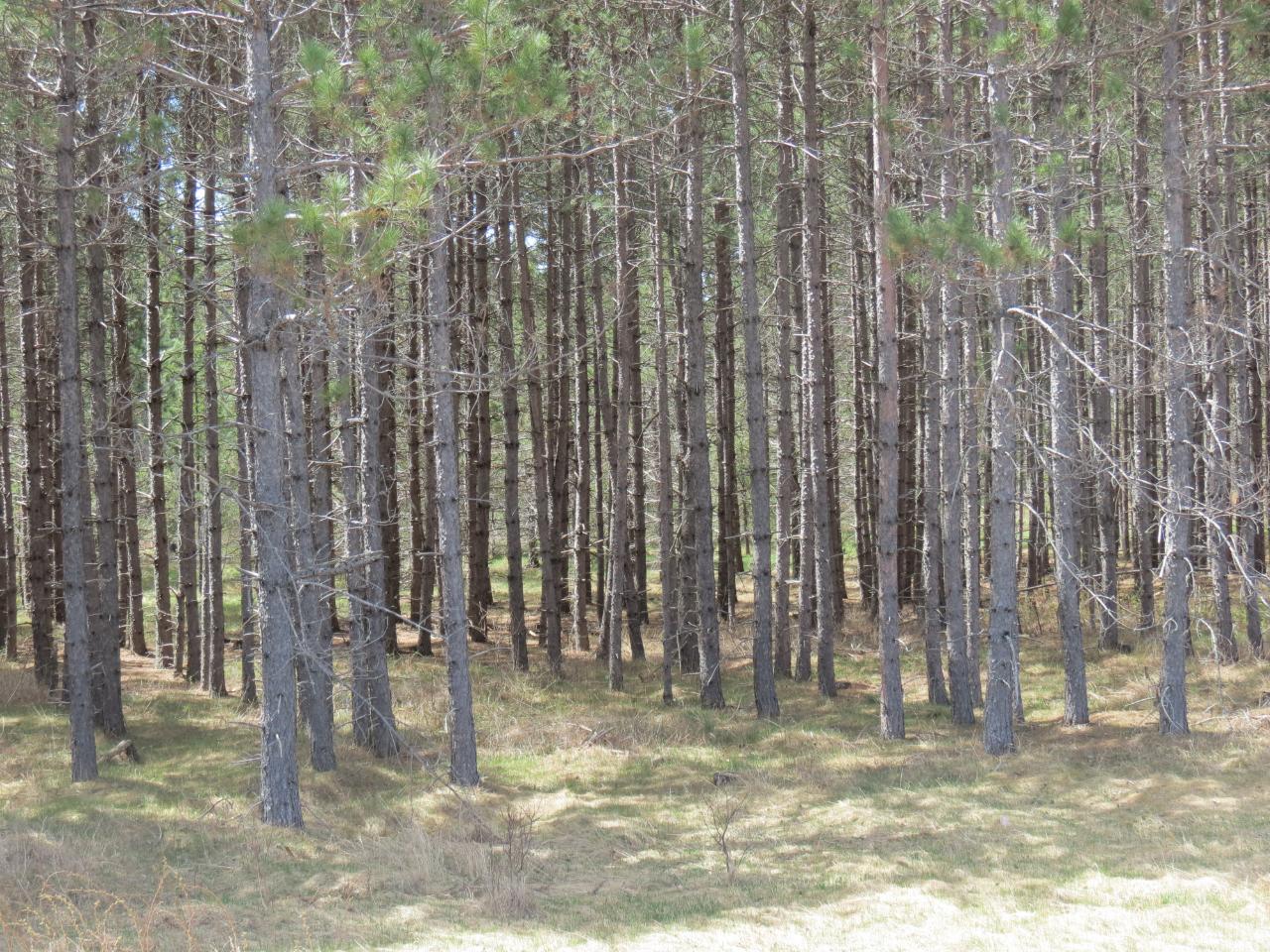 Off Off Cth C Rhinelander, WI 54501 - Photo 1 of 5 Gallery Image 1
