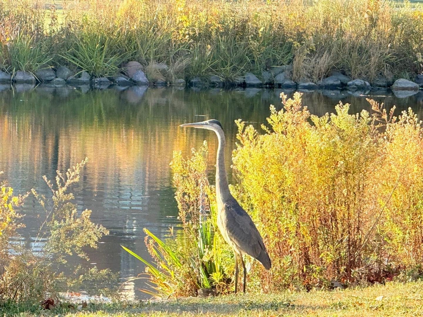 580 Oak Street Glen Ellyn, IL 60137 - Photo 87 of 93 a view of a lake with a yard