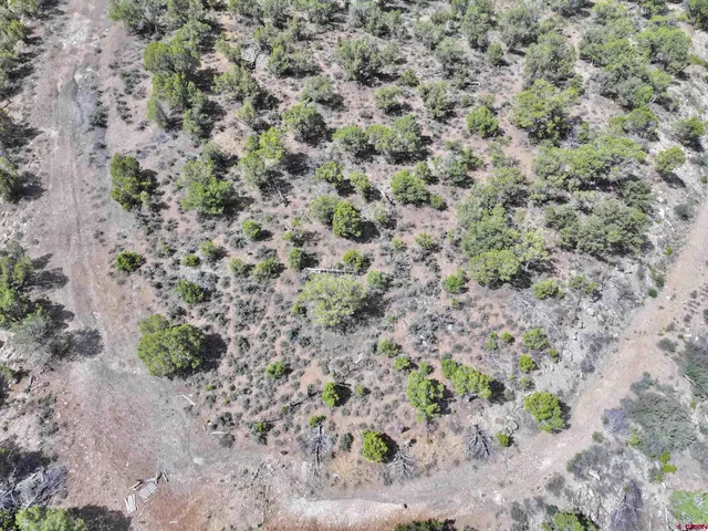 a view of a dry yard with trees all around