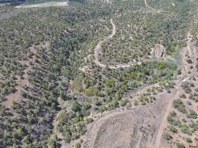a view of a dry yard with large trees