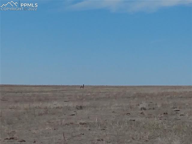 4 Judge Orr Road Calhan, CO 80808 - Photo 7 of 21 Wildlife abounds.