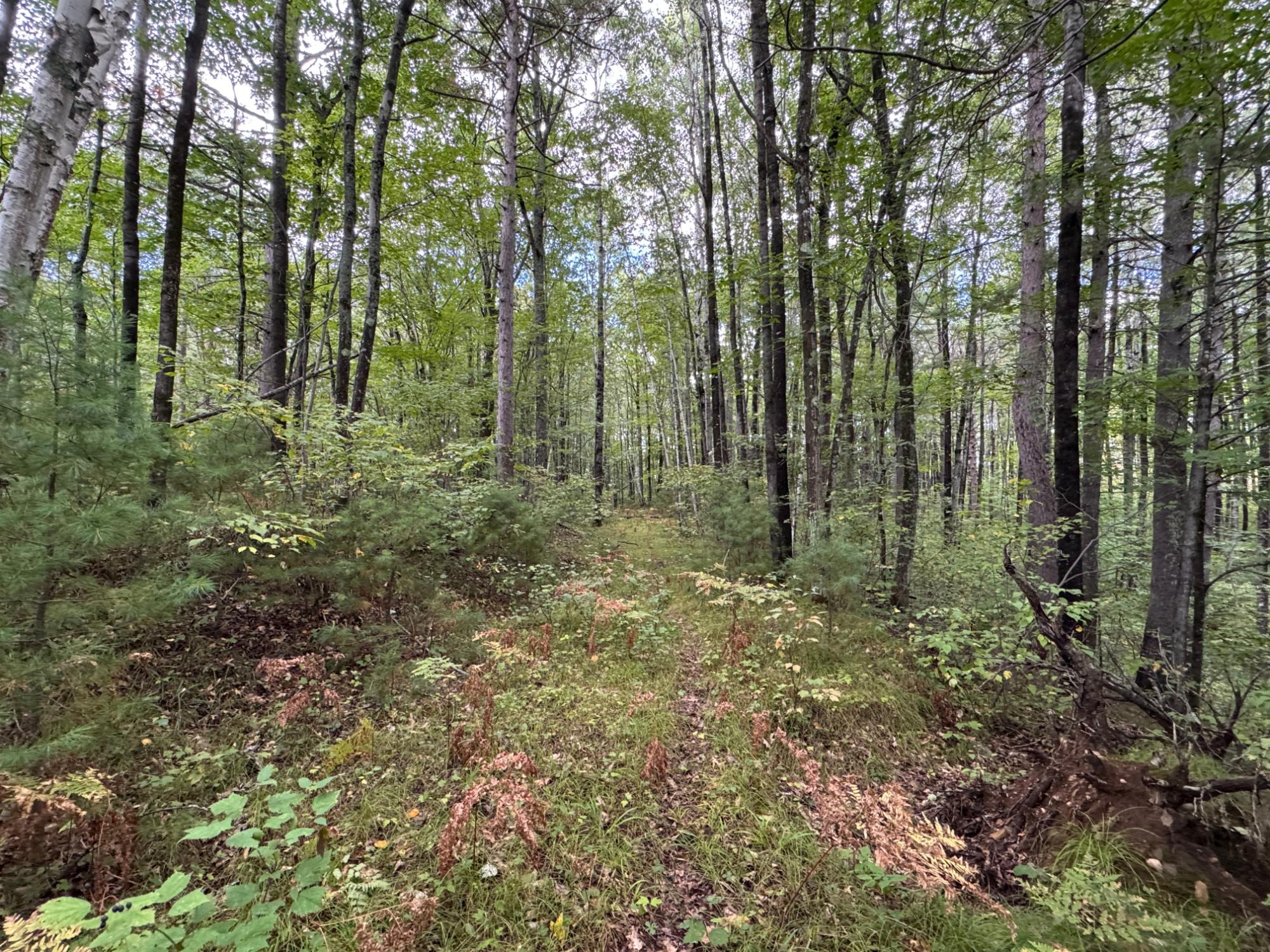 Lot #5 Sutton Road Minocqua, WI 54548 - Photo 5 of 15 Gallery Image 5
