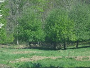 550 Loyd Wilson Road Butler, TN 37640 - Photo 3 of 4 Photo 3