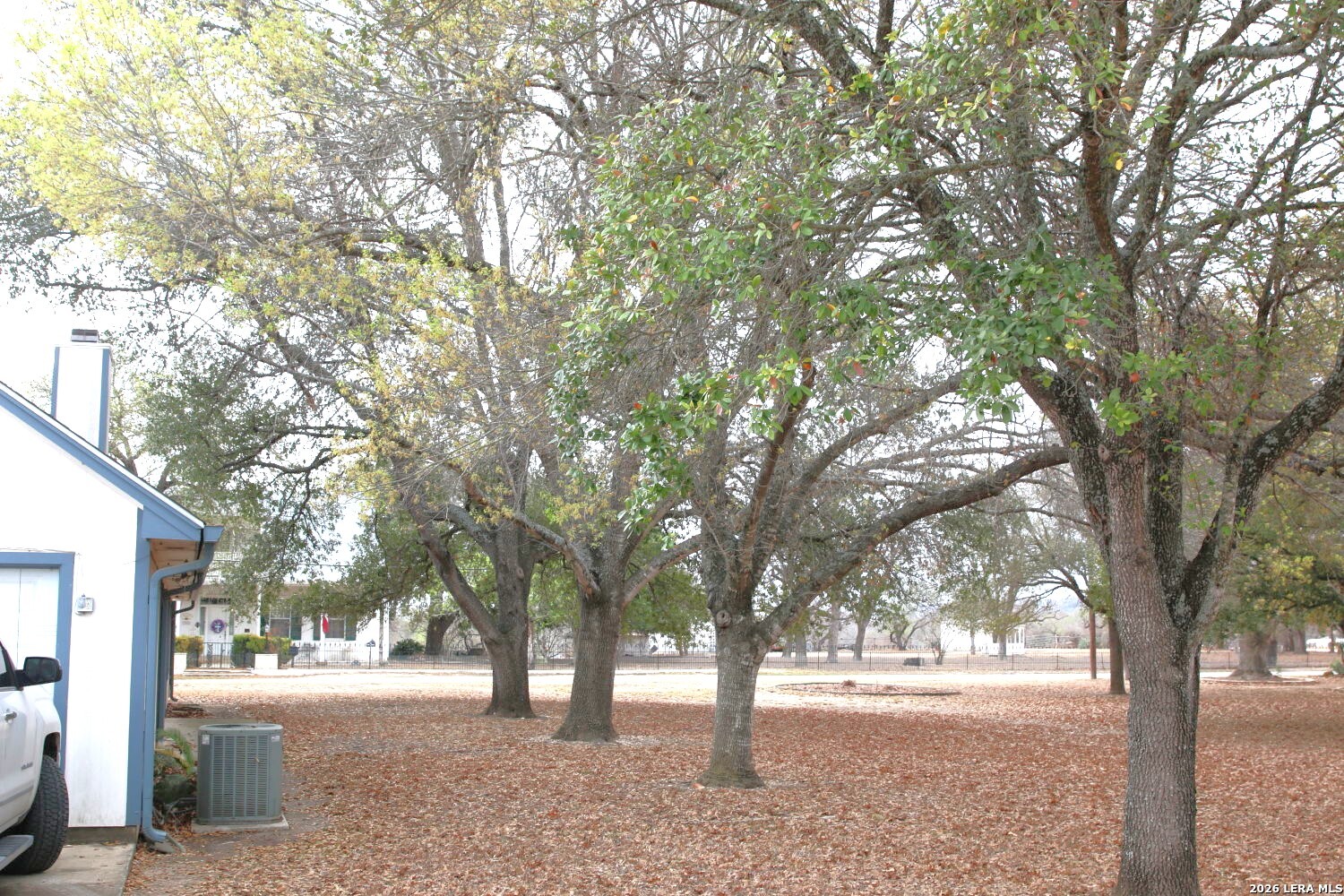 802 Athens Street Castroville, TX 78009 - Photo 4 of 44 a tree in the middle of a yard