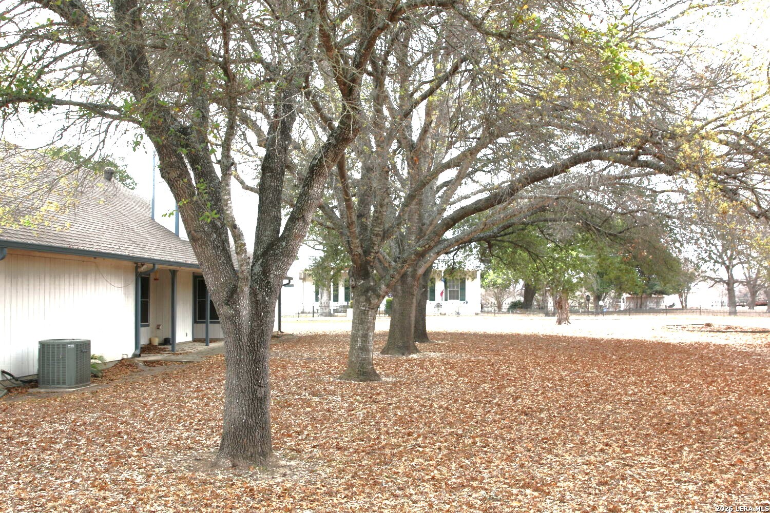 802 Athens Street Castroville, TX 78009 - Photo 6 of 44 a tree in the middle of a yard