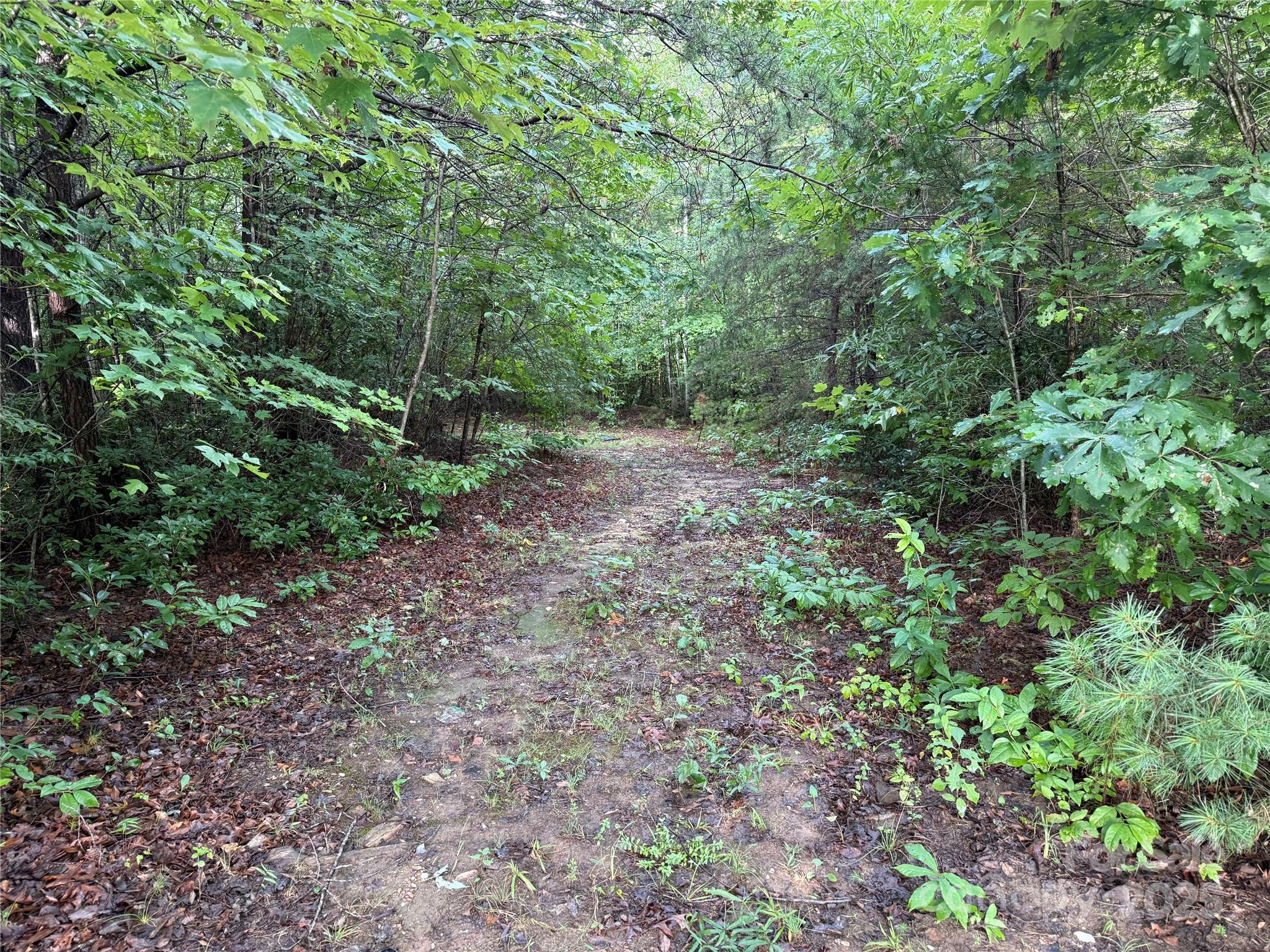637 Ridge Road Marion, NC 28752 - Photo 11 of 18 a view of a yard with a tree