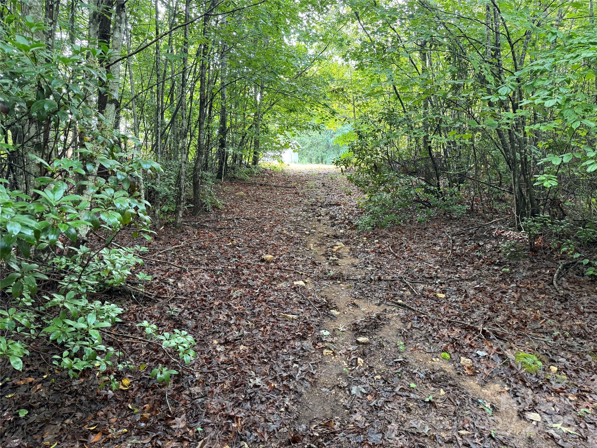 637 Ridge Road Marion, NC 28752 - Photo 10 of 18 a view of a large yard with lots of bushes