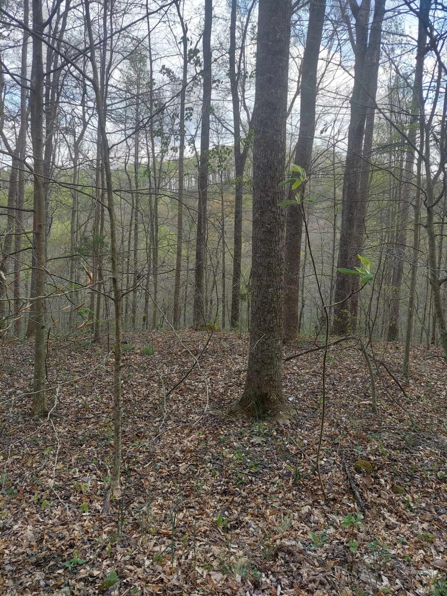 0 Herd Road McKee, KY 40447 - Photo 5 of 10 IMG_1434