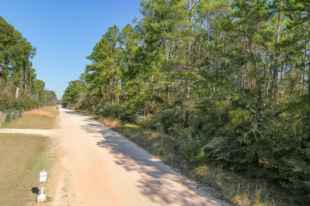 a view of a yard with plants and large trees
