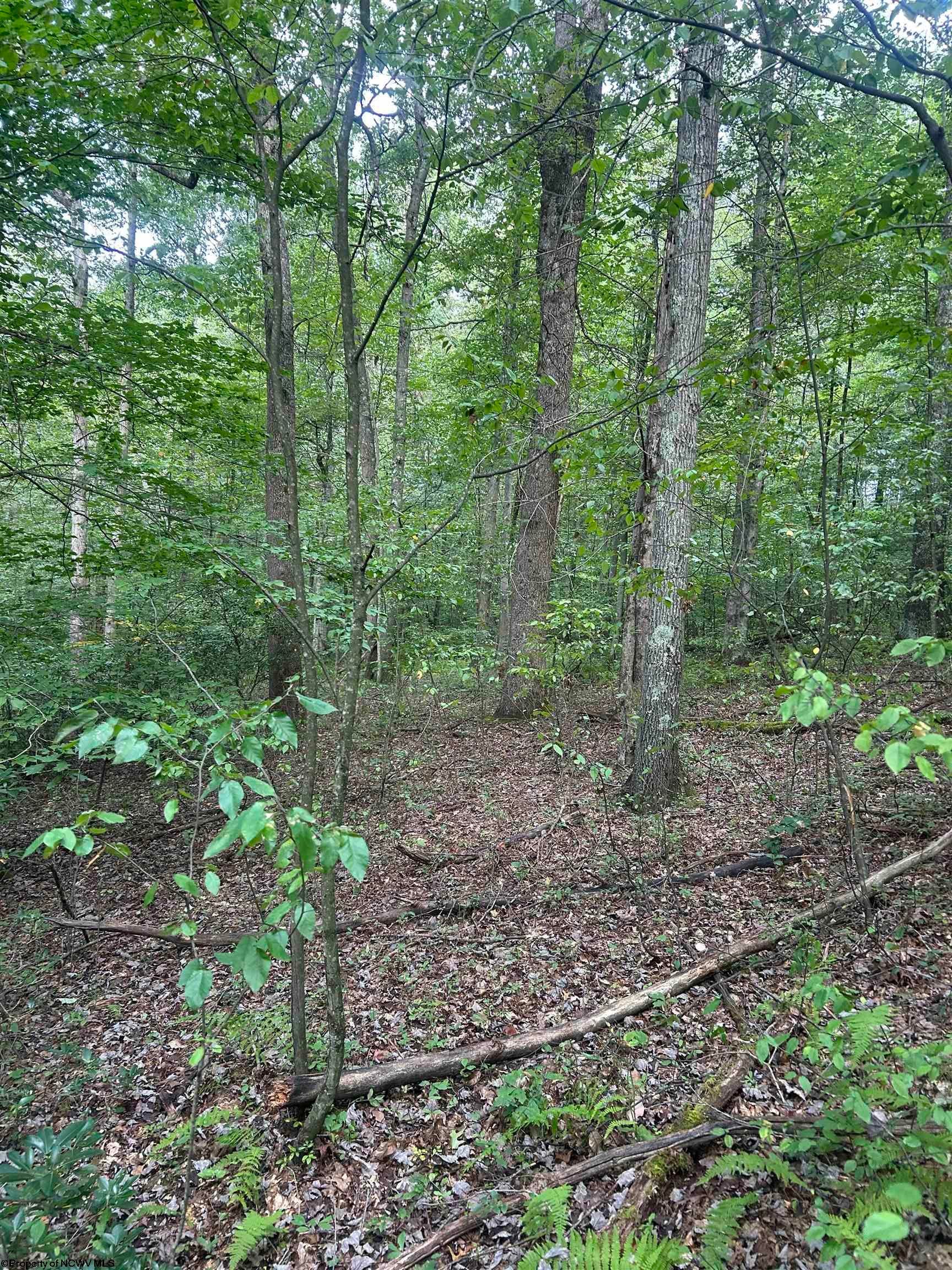 Tbd Tom Turner Road Independence, WV 26374 - Photo 14 of 23 Gallery Image 14