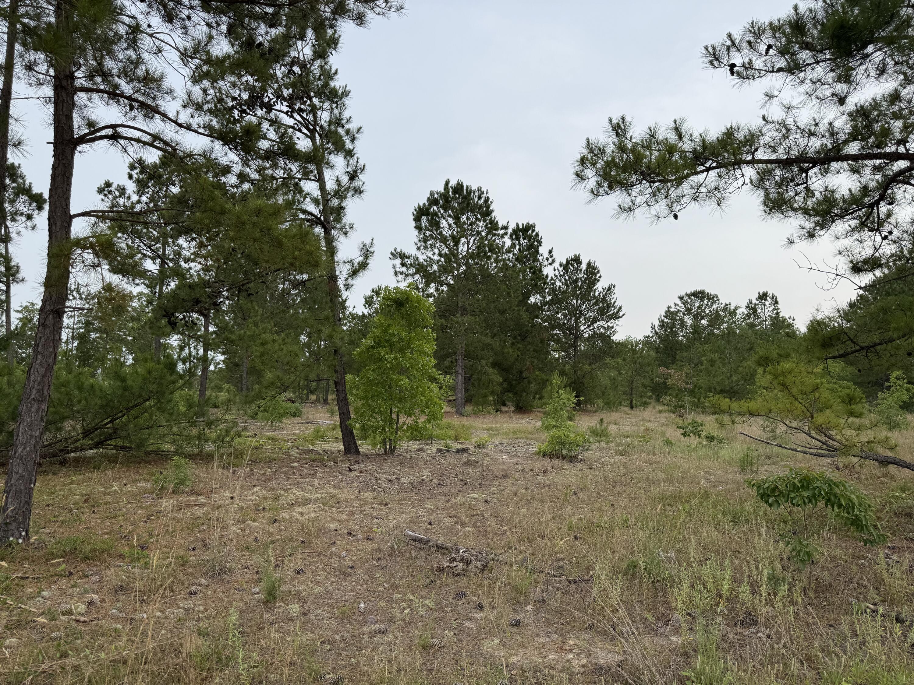 0 Baughmanville Road Wagener, SC 29164 - Photo 4 of 8