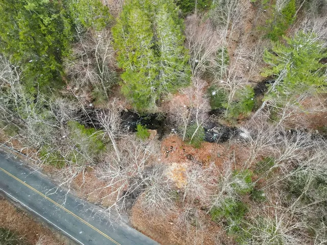 a view of a yard with plants and large trees