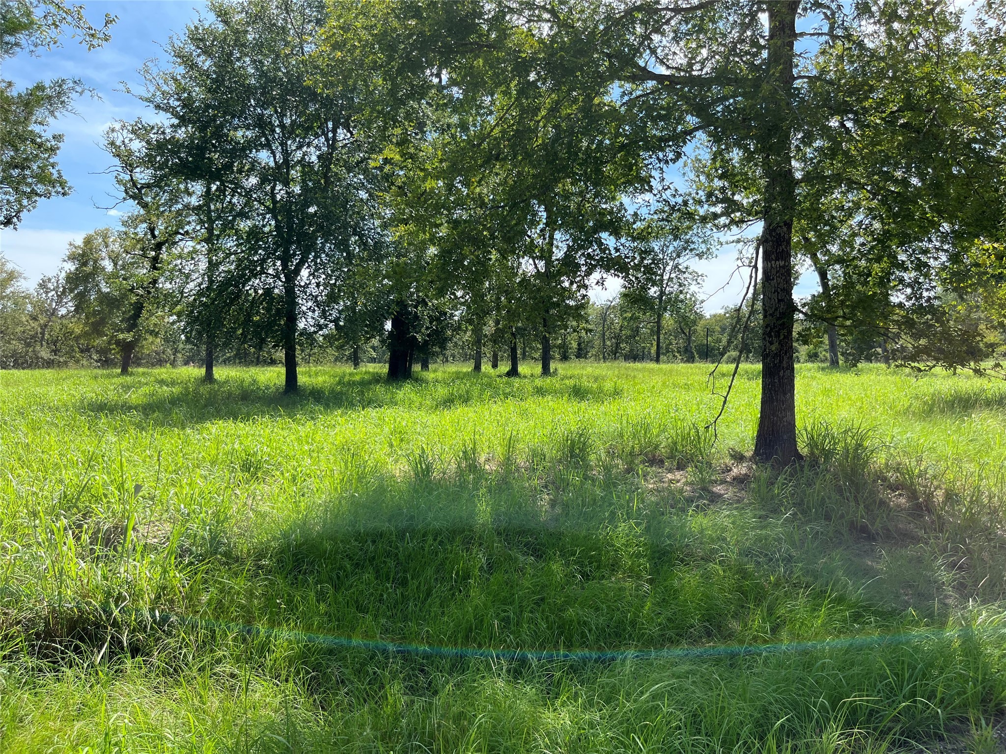 Tbd Hickory Loop Thornton, TX 76687 - Photo 4 of 8 a view of a grassy field with trees