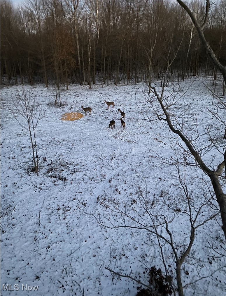 6 Us Route Rome, OH 44085 - Photo 18 of 20 Deer at food plot.