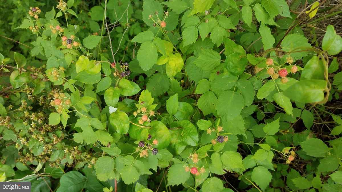 Lot 5 Boyd Road Clear Spring, MD 21722 - Photo 11 of 11
