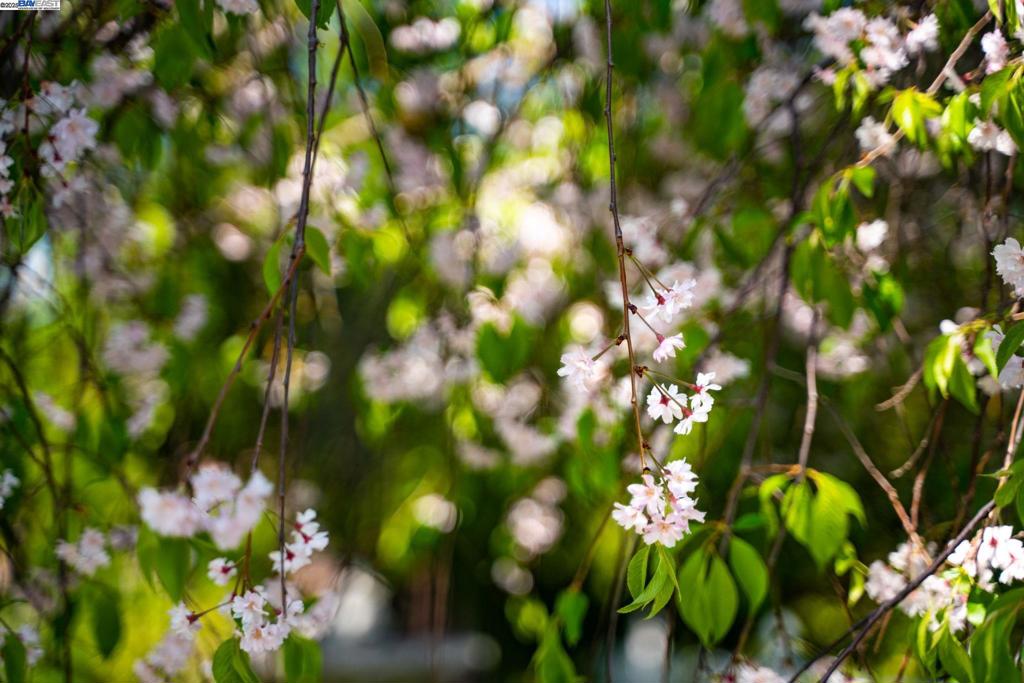 484-484 El Pintado Road Danville, CA 94526 - Photo 56 of 60