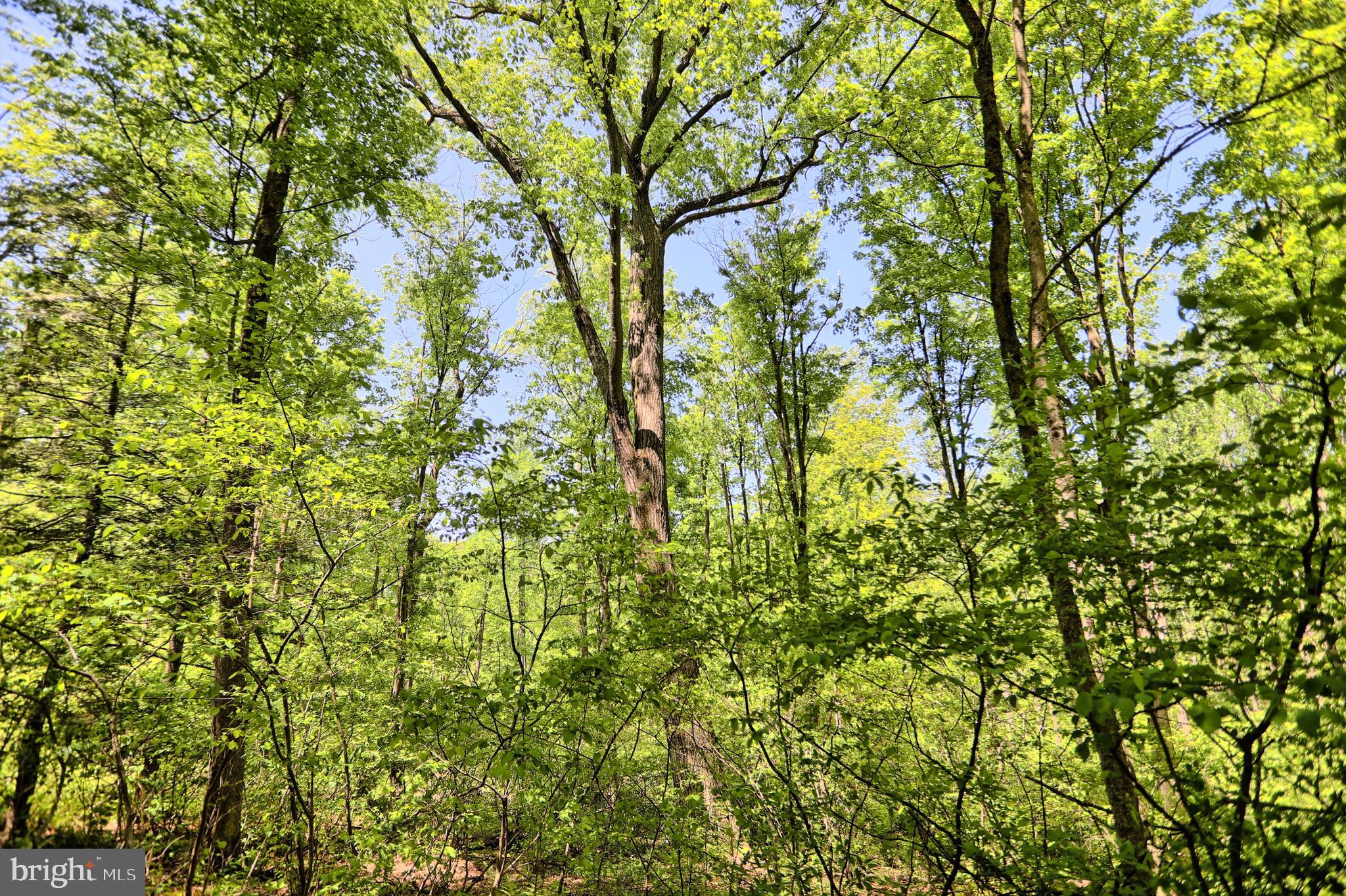 0 Raccoon Valley Road Millerstown, PA 17062 - Photo 21 of 50 Gallery Image 21
