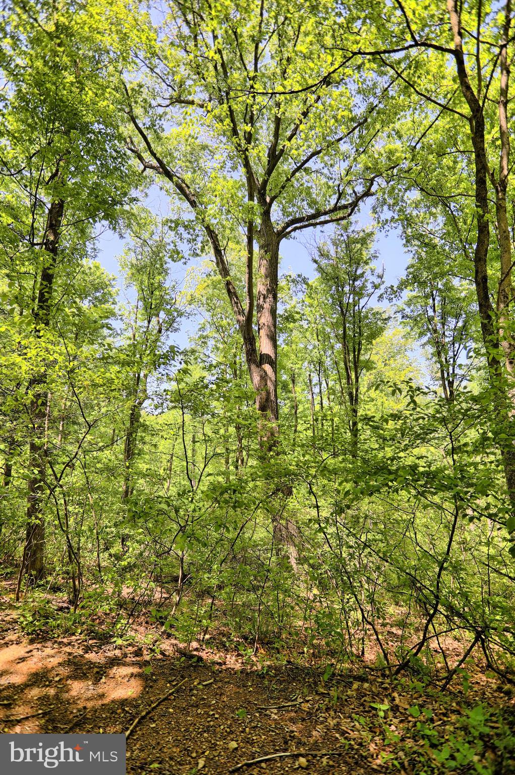0 Raccoon Valley Road Millerstown, PA 17062 - Photo 22 of 50 Gallery Image 22