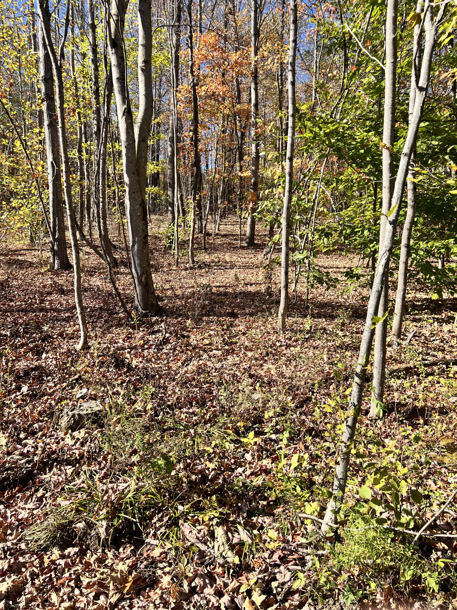 90 Orchard Hill Road Temple, ME 04984 - Photo 5 of 12 IMG_3076