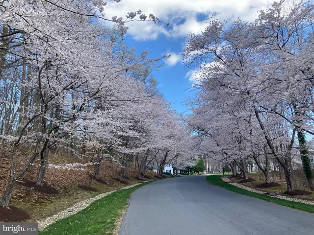 a view of a lush green forest with lots of trees